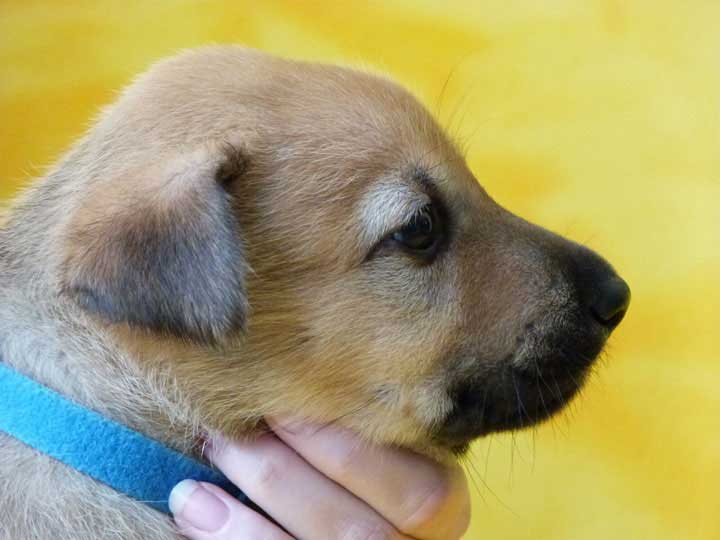 chinook puppy